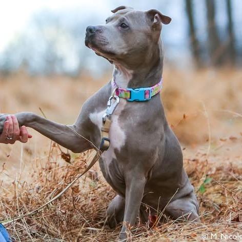 Enlarge ZOEY, a Adoptable Pit Bull Terrier in Conshohocken, PA image 5/6