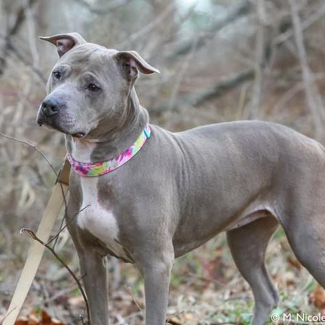 Enlarge ZOEY, a Adoptable Pit Bull Terrier in Conshohocken, PA image 6/6