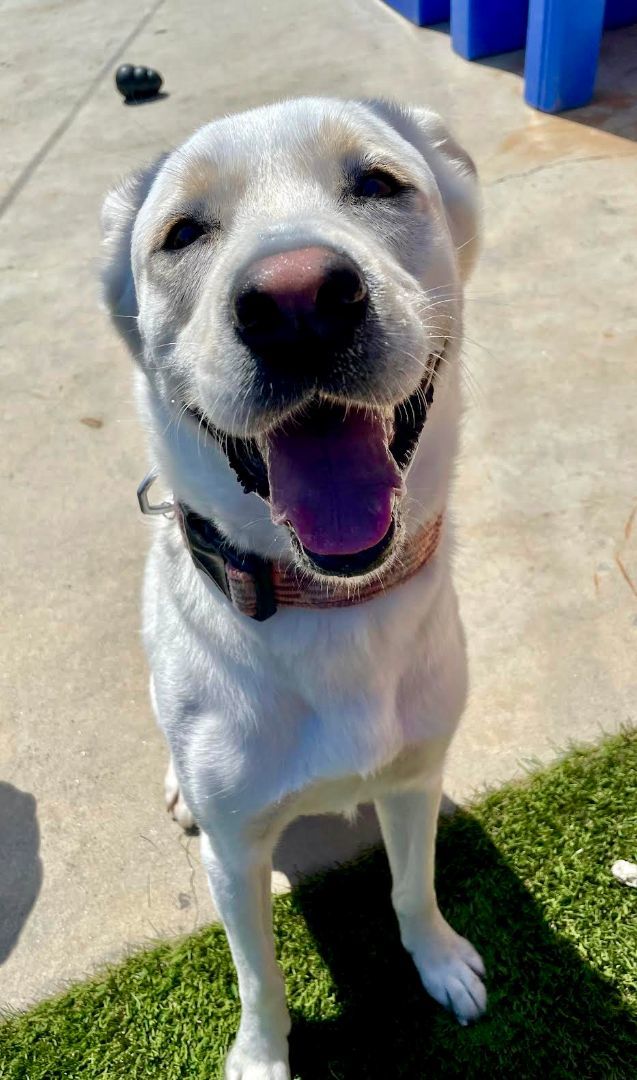 TONY , Adoptable, Adult Male Labrador Retriever & White German Shepherd.