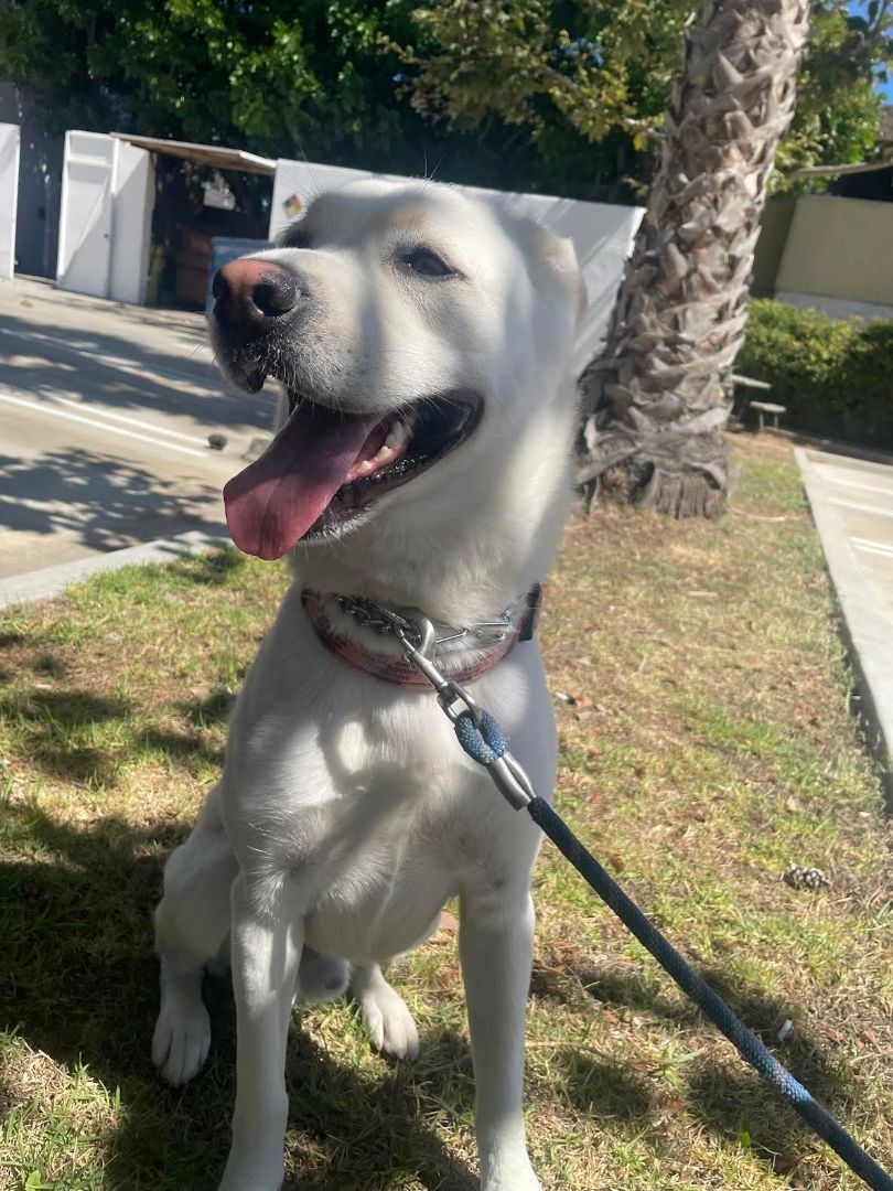 TONY , a Adoptable mixed breed in Sherman Oaks, CA image 2/16