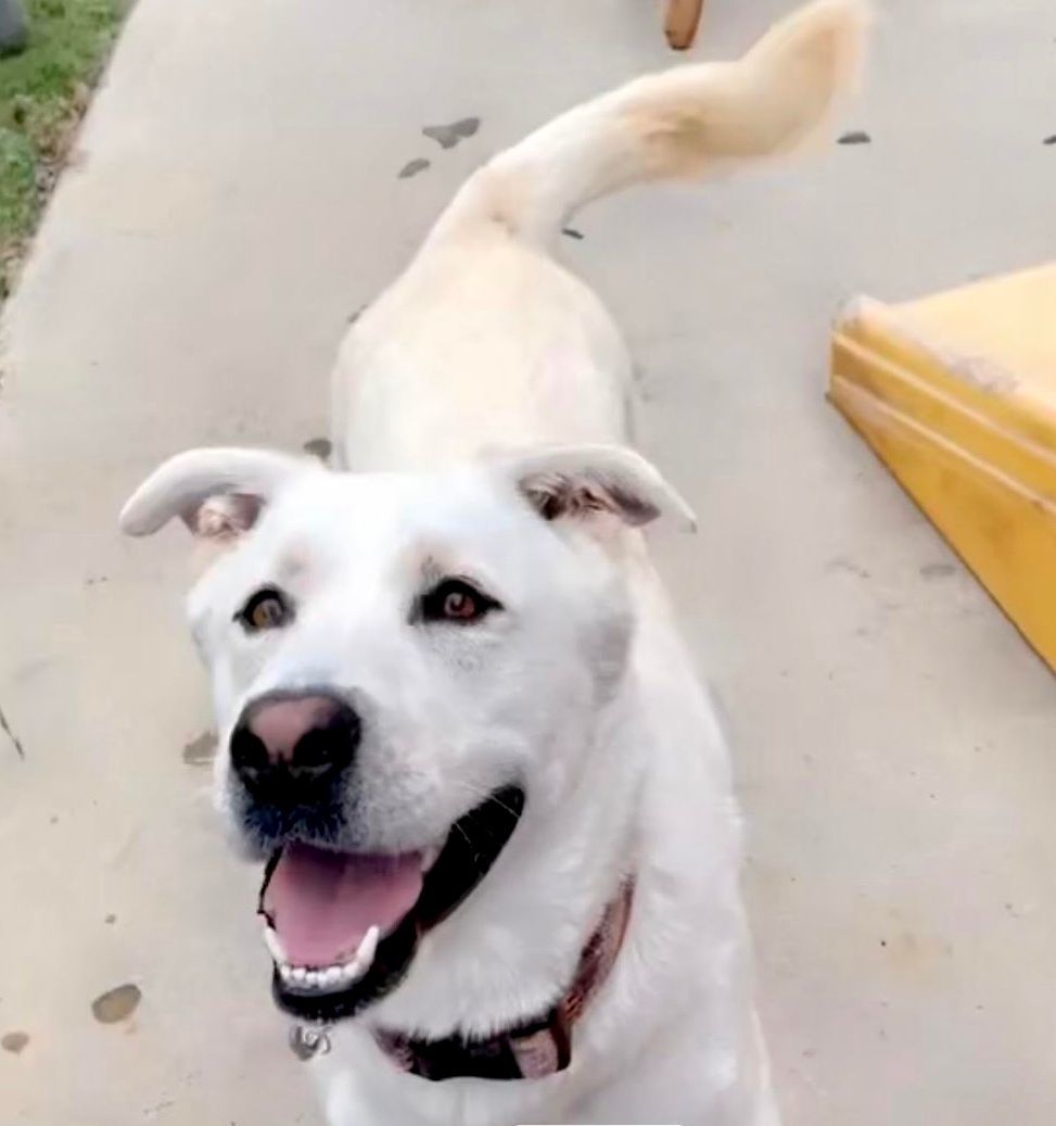 TONY , a Adoptable mixed breed in Sherman Oaks, CA image 3/16