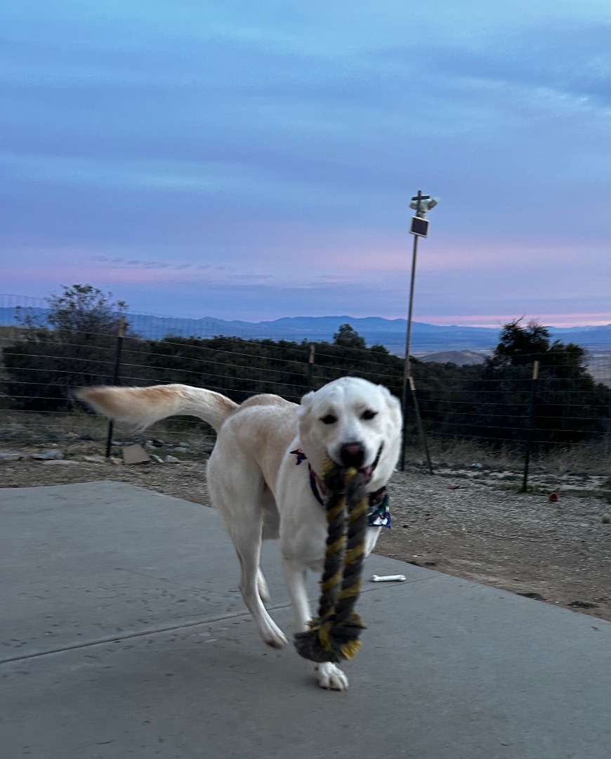 TONY , a Adoptable mixed breed in Sherman Oaks, CA image 4/16