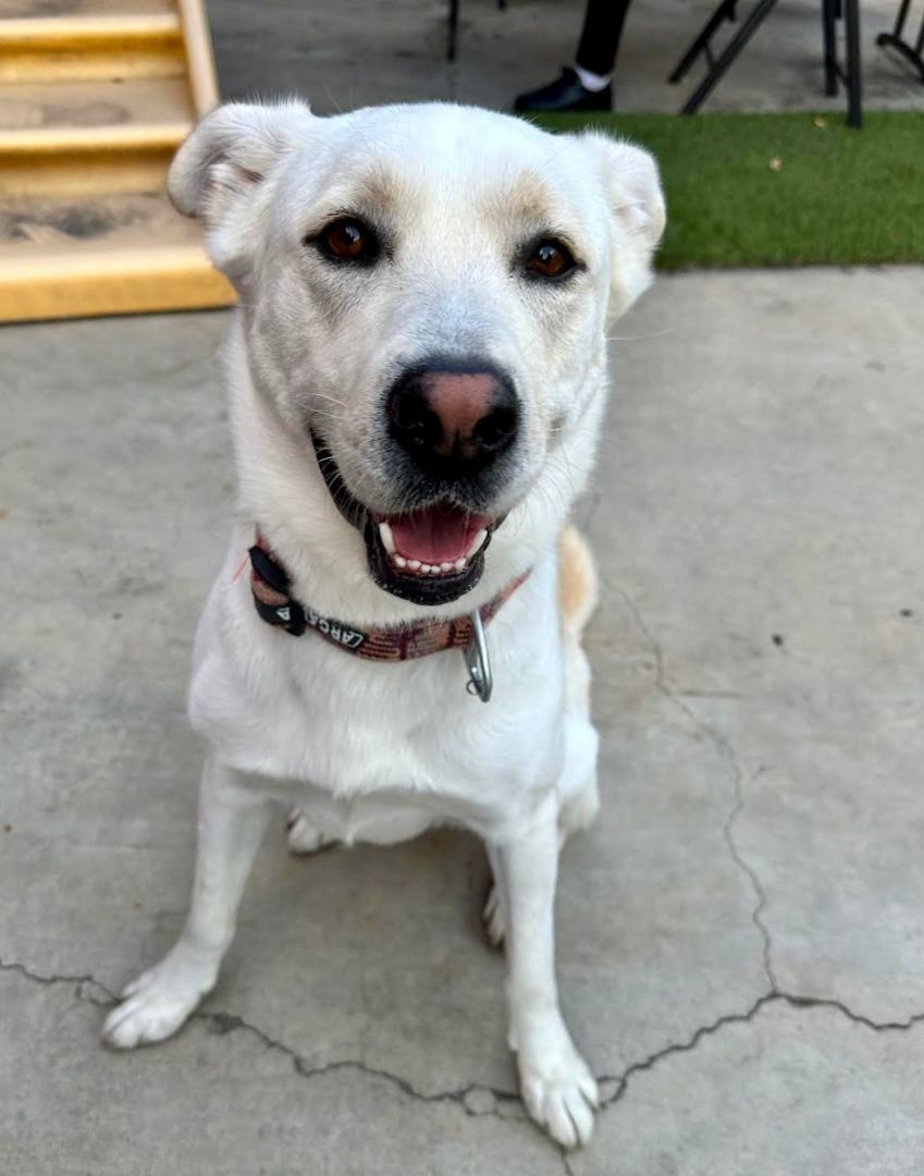 TONY , a Adoptable mixed breed in Sherman Oaks, CA image 5/16