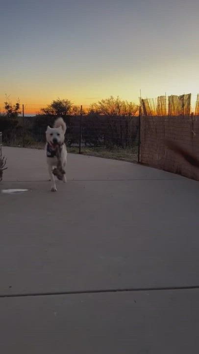 Enlarge TONY , a Adoptable mixed breed in Sherman Oaks, CA video 16/16