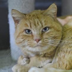 Enlarge Eda, an adoptable mixed breed in Rapid City, SD image 1/1