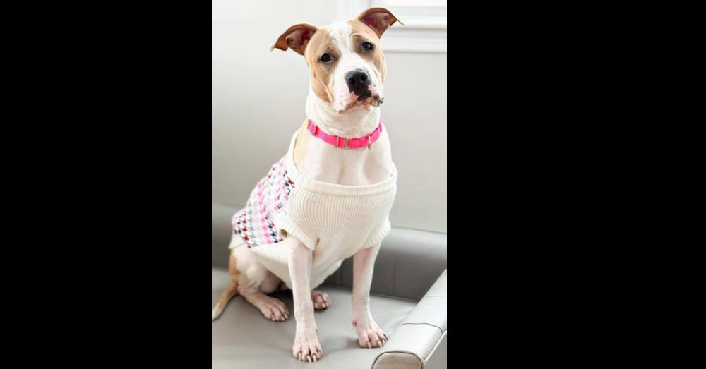 Enlarge Wanda Joy, a Adoptable mixed breed in Saugus, MA image 1/6