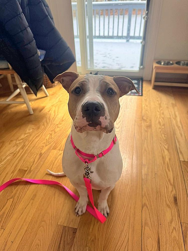 Enlarge Wanda Joy, a Adoptable mixed breed in Saugus, MA image 1/6