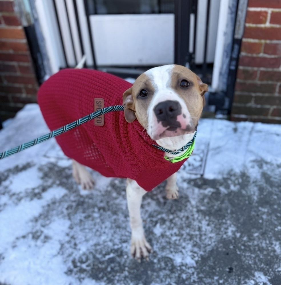 Enlarge Wanda Joy, a Adoptable mixed breed in Saugus, MA image 1/5