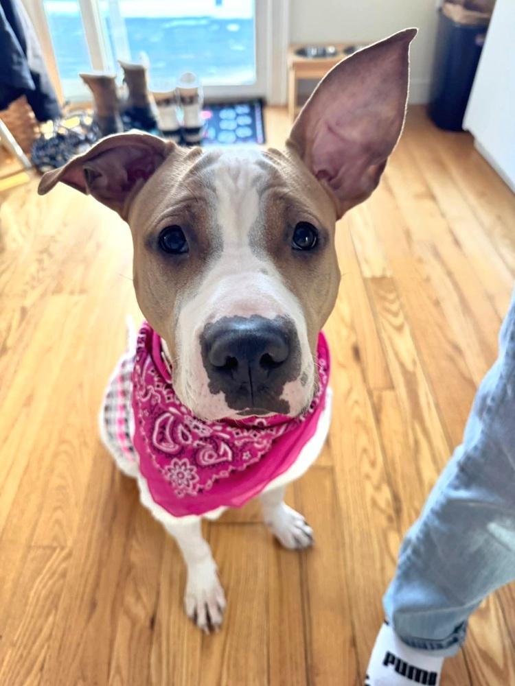 Enlarge Wanda Joy, a Adoptable mixed breed in Saugus, MA image 3/6