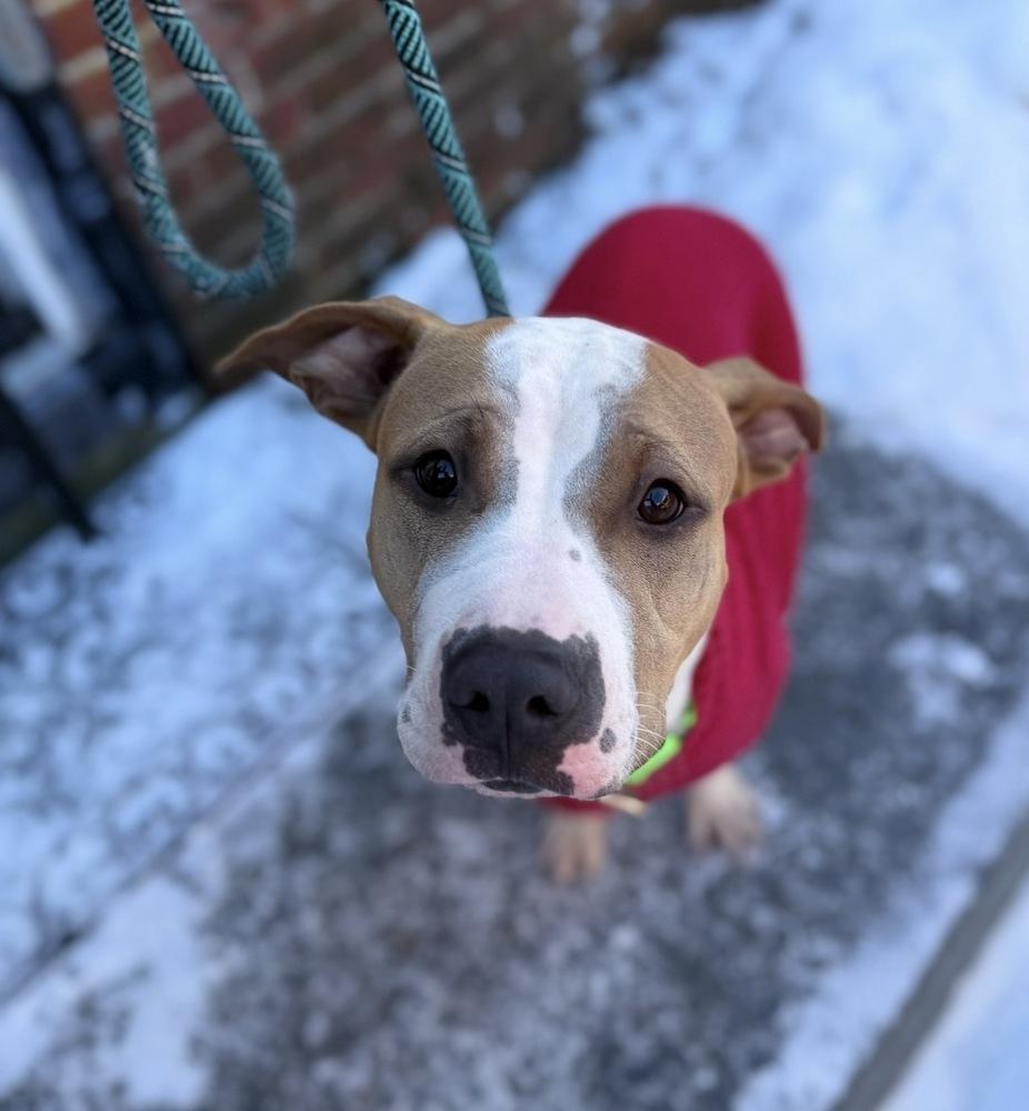 Enlarge Wanda Joy, a Adoptable mixed breed in Saugus, MA image 3/5