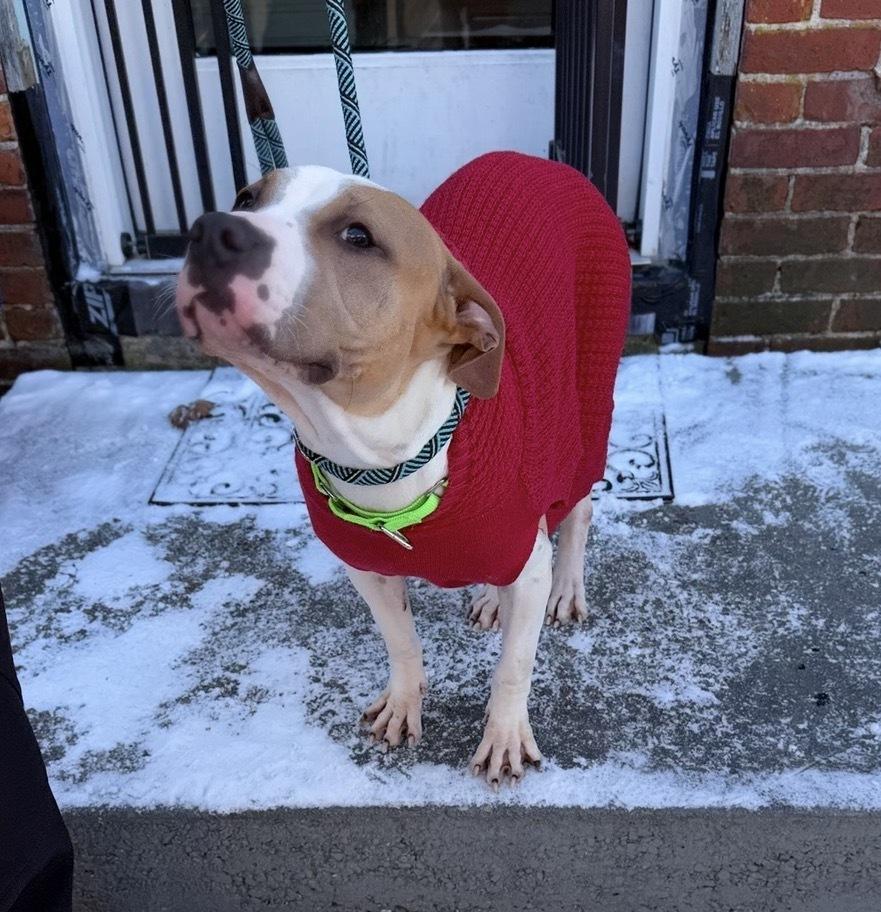 Enlarge Wanda Joy, a Adoptable mixed breed in Saugus, MA image 4/5