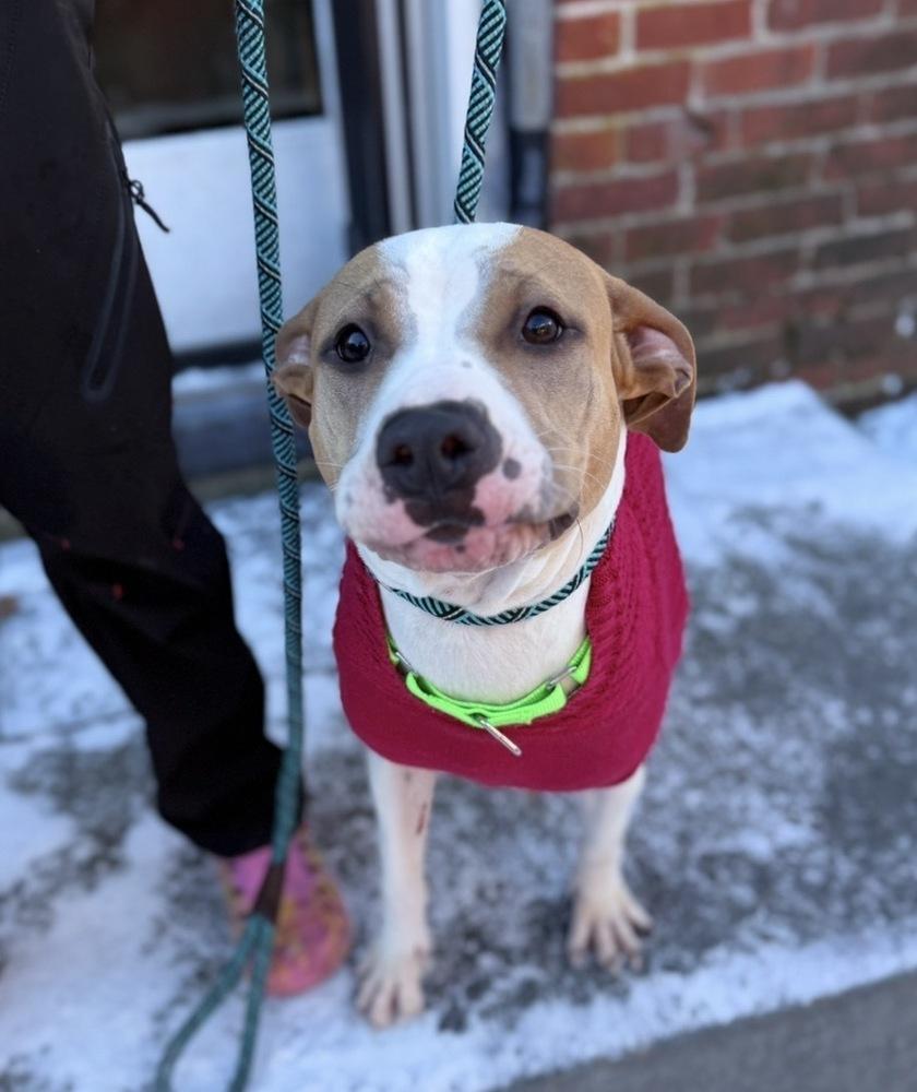 Enlarge Wanda Joy, a Adoptable mixed breed in Saugus, MA image 5/5