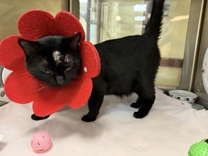 Enlarge Berry, a Adoptable mixed breed in Independence, MO image 1/2