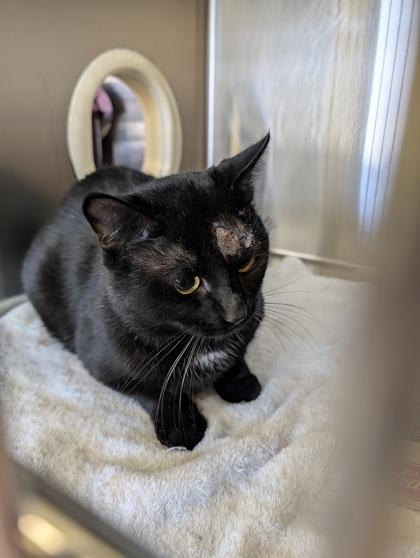 Enlarge Berry, a Adoptable mixed breed in Independence, MO image 2/2