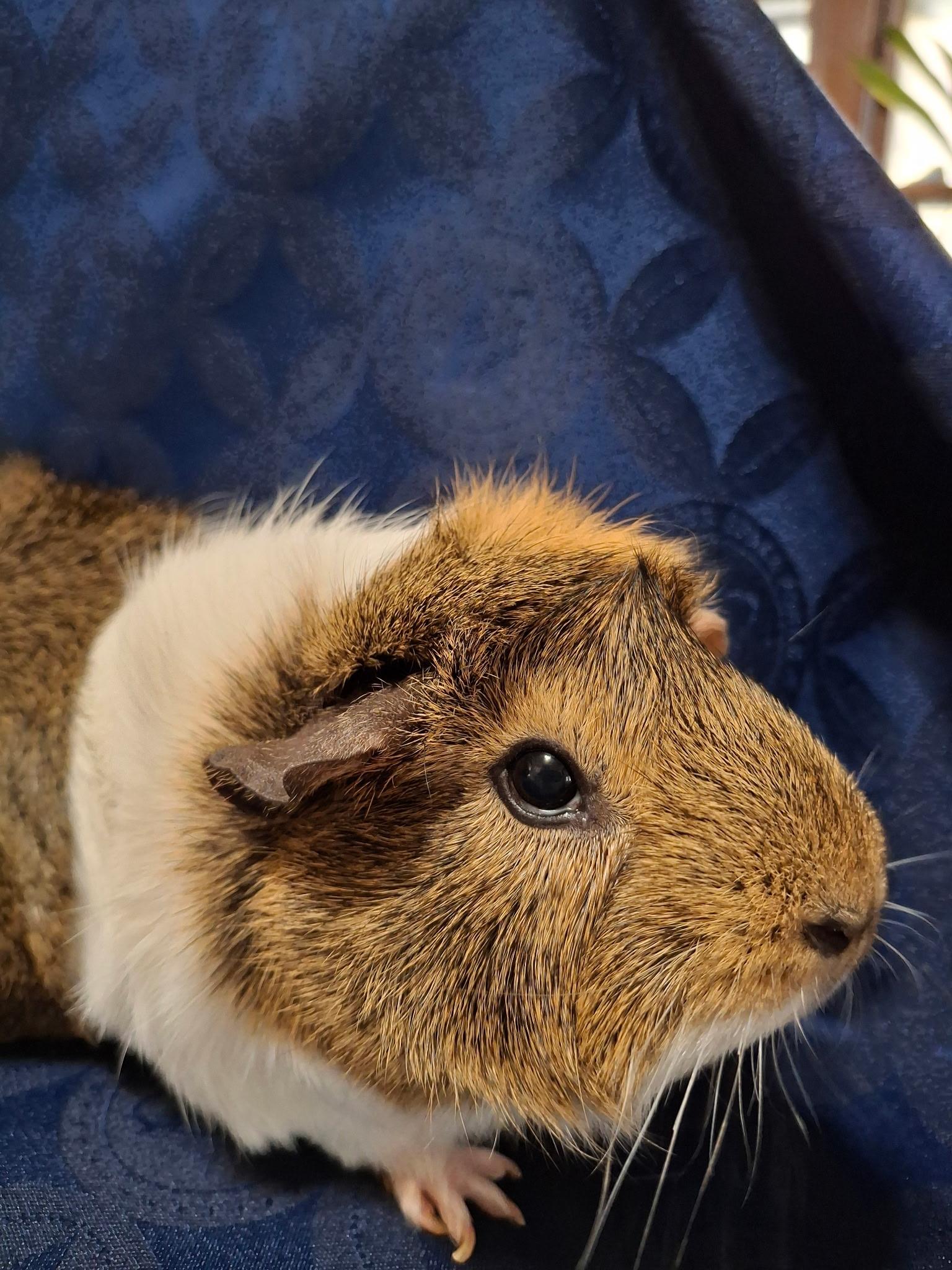 Enlarge Cinnamon & Nugget, a Adoptable Guinea Pig in Grand Rapids, MI image 3/5