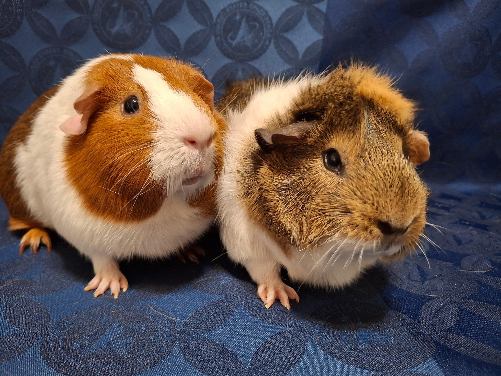 Enlarge Cinnamon & Nugget, a Adoptable Guinea Pig in Grand Rapids, MI image 2/5