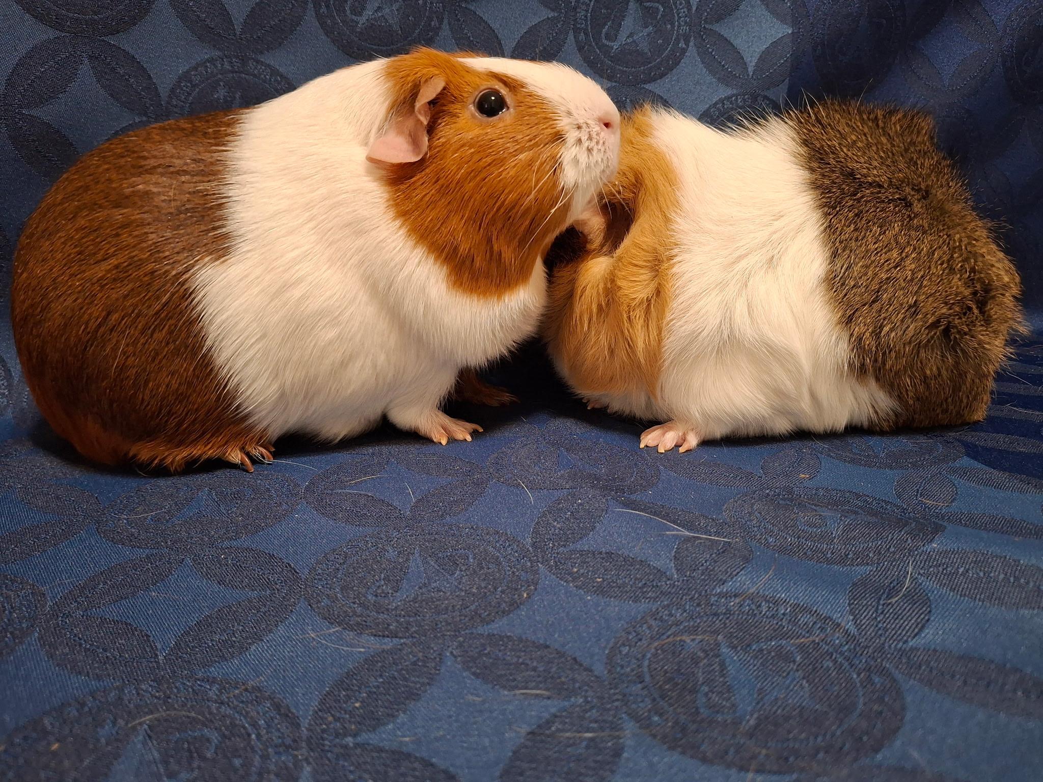 Enlarge Cinnamon & Nugget, a Adoptable Guinea Pig in Grand Rapids, MI image 5/5