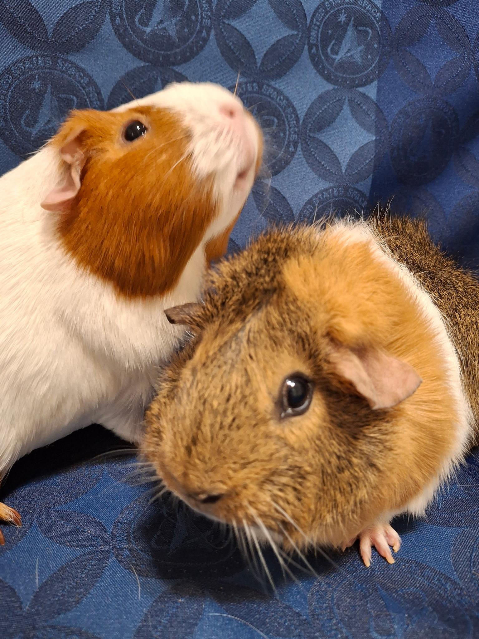 Enlarge Cinnamon & Nugget, a Adoptable Guinea Pig in Grand Rapids, MI image 4/5