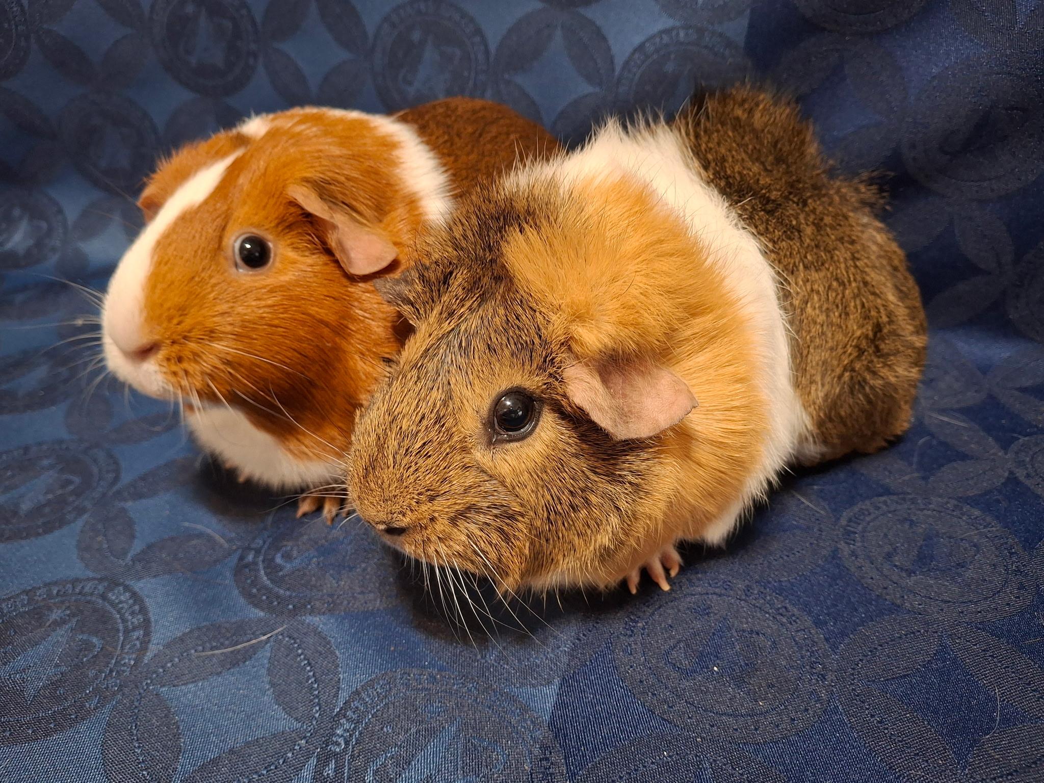Enlarge Cinnamon & Nugget, a Adoptable Guinea Pig in Grand Rapids, MI image 1/5
