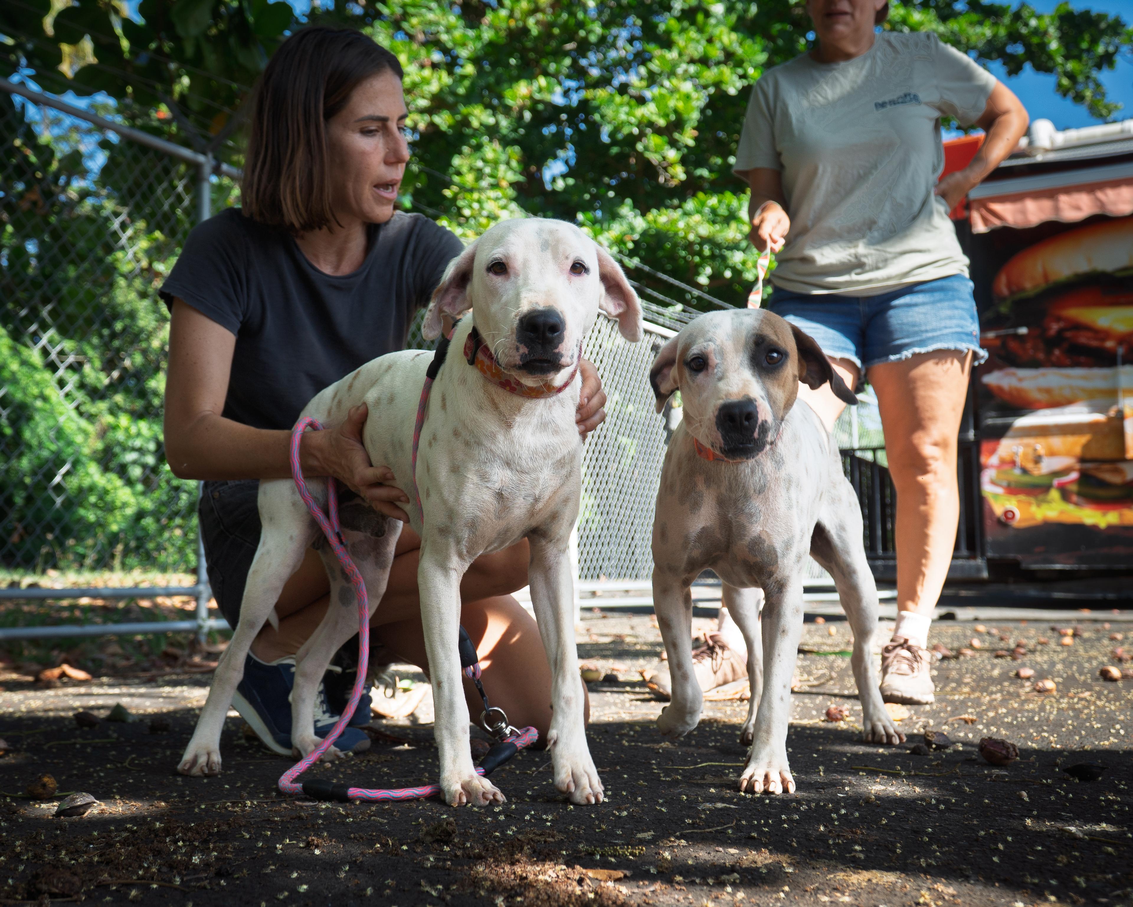 Pongo, adopted, Young Male Pointer & Labrador Retriever.