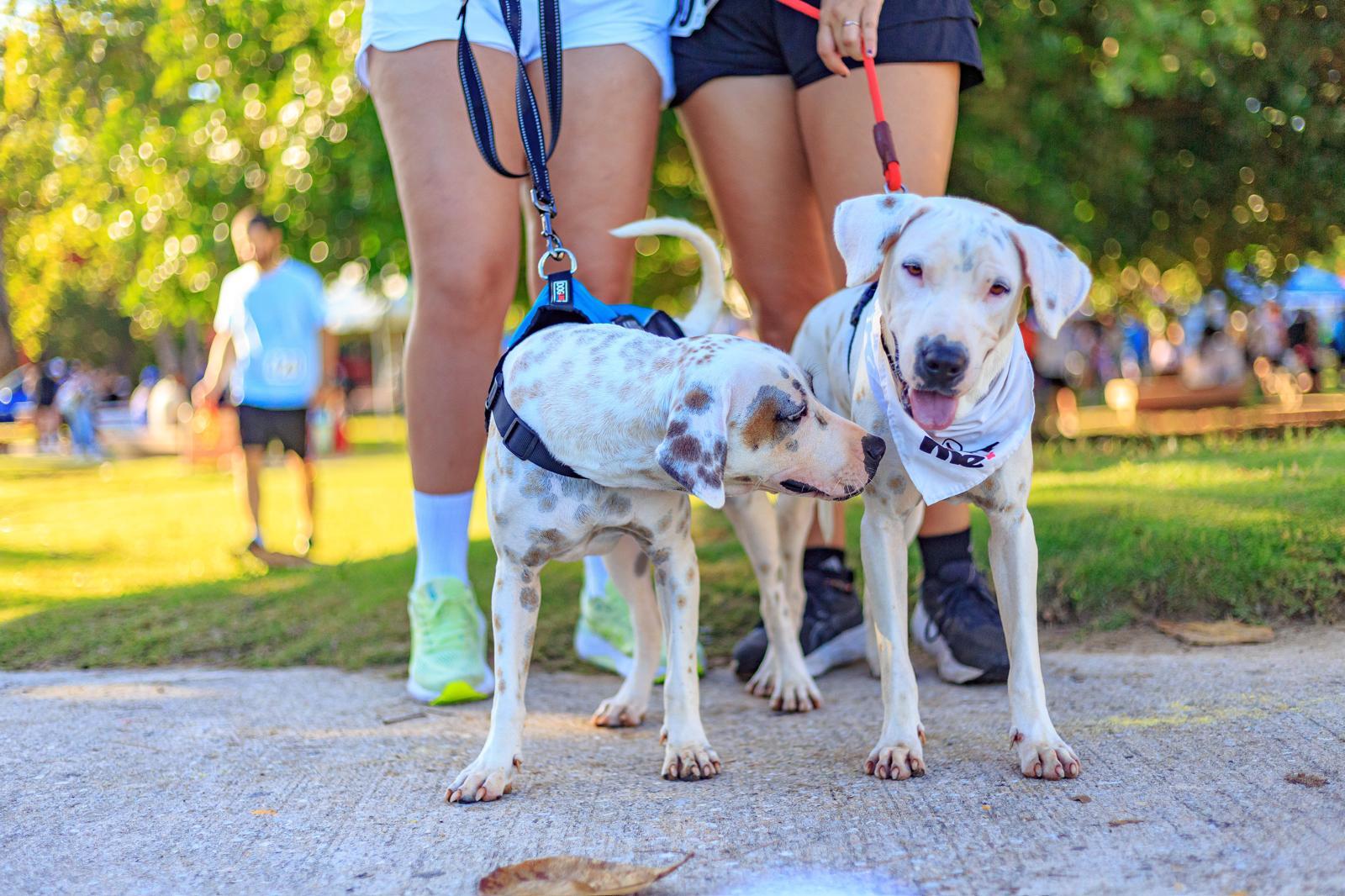 Enlarge Pongo, an adopted mixed breed in Milwaukie, OR image 3/3