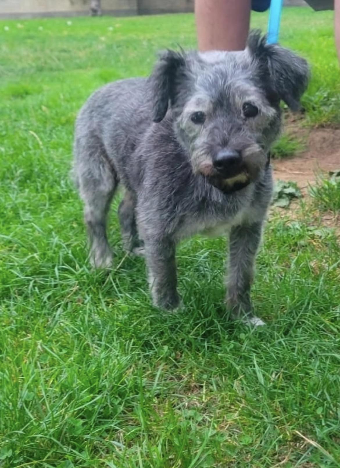 Jack, Adoptable, Senior Male Miniature Schnauzer.