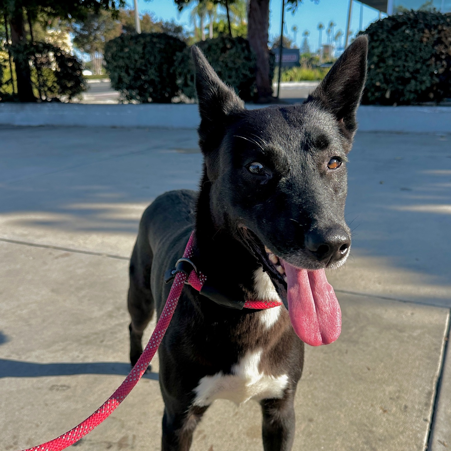 Iris, Adoptable, Young Female Labrador Retriever.