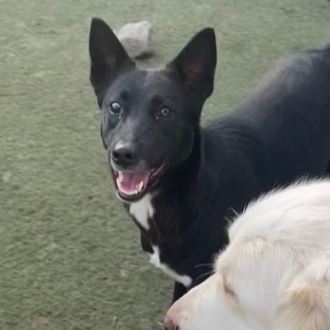 Iris, a Adoptable Labrador Retriever in Newport Beach, CA image 4/6