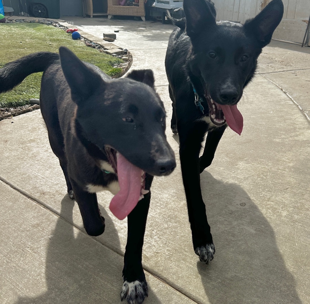 Iris, a Adoptable Labrador Retriever in Newport Beach, CA image 5/6