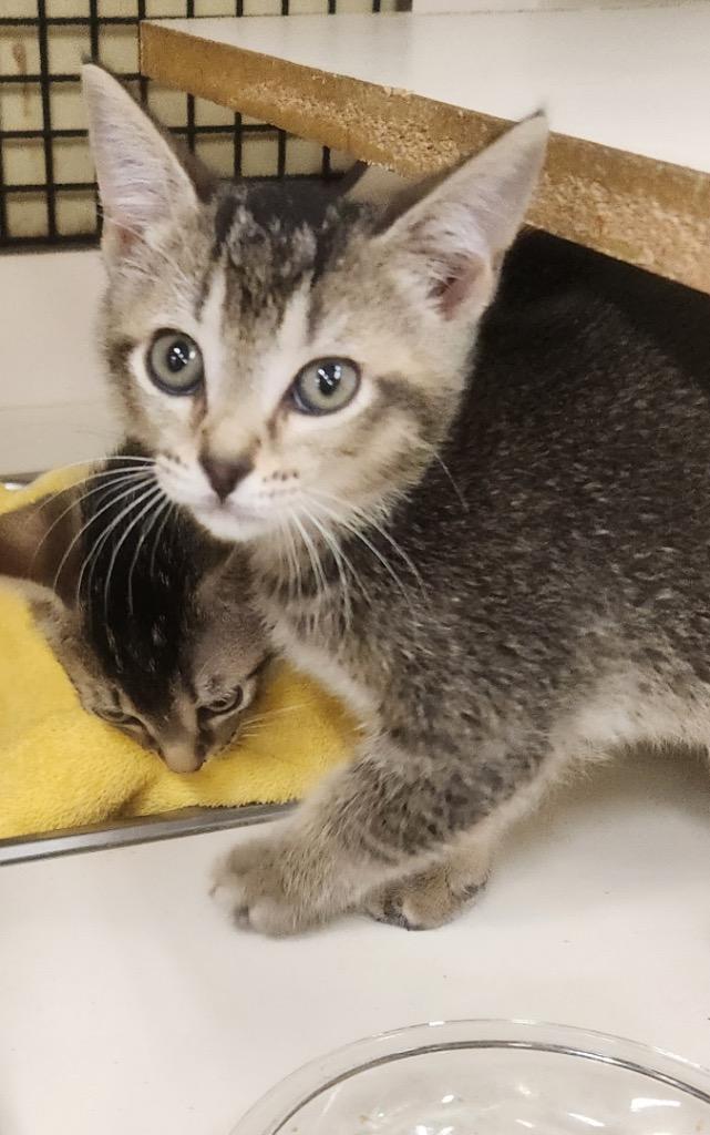 Raksha aka Thelma, Adopted, Kitten Female Domestic Short Hair.