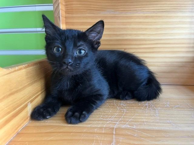 Cal, adopted, Young Male Domestic Short Hair.