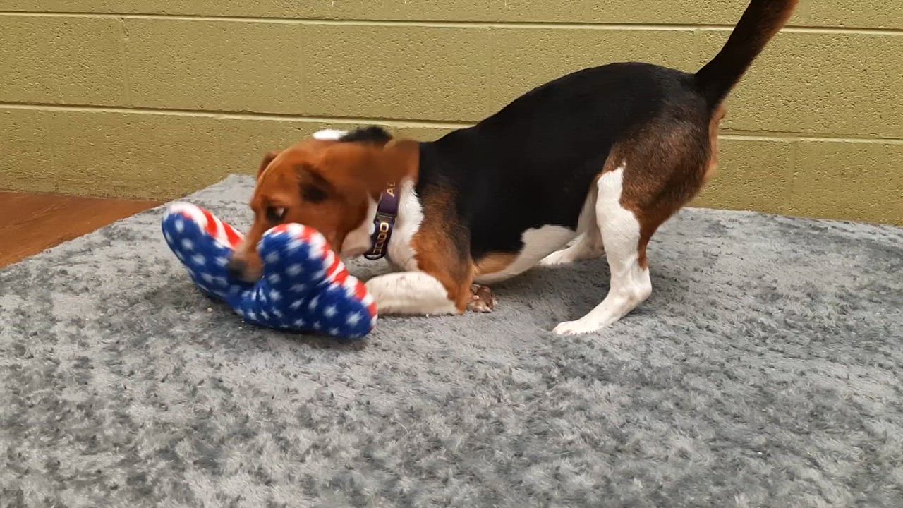 Enlarge Bronko, an adopted mixed breed in Lake Odessa, MI video 5/5