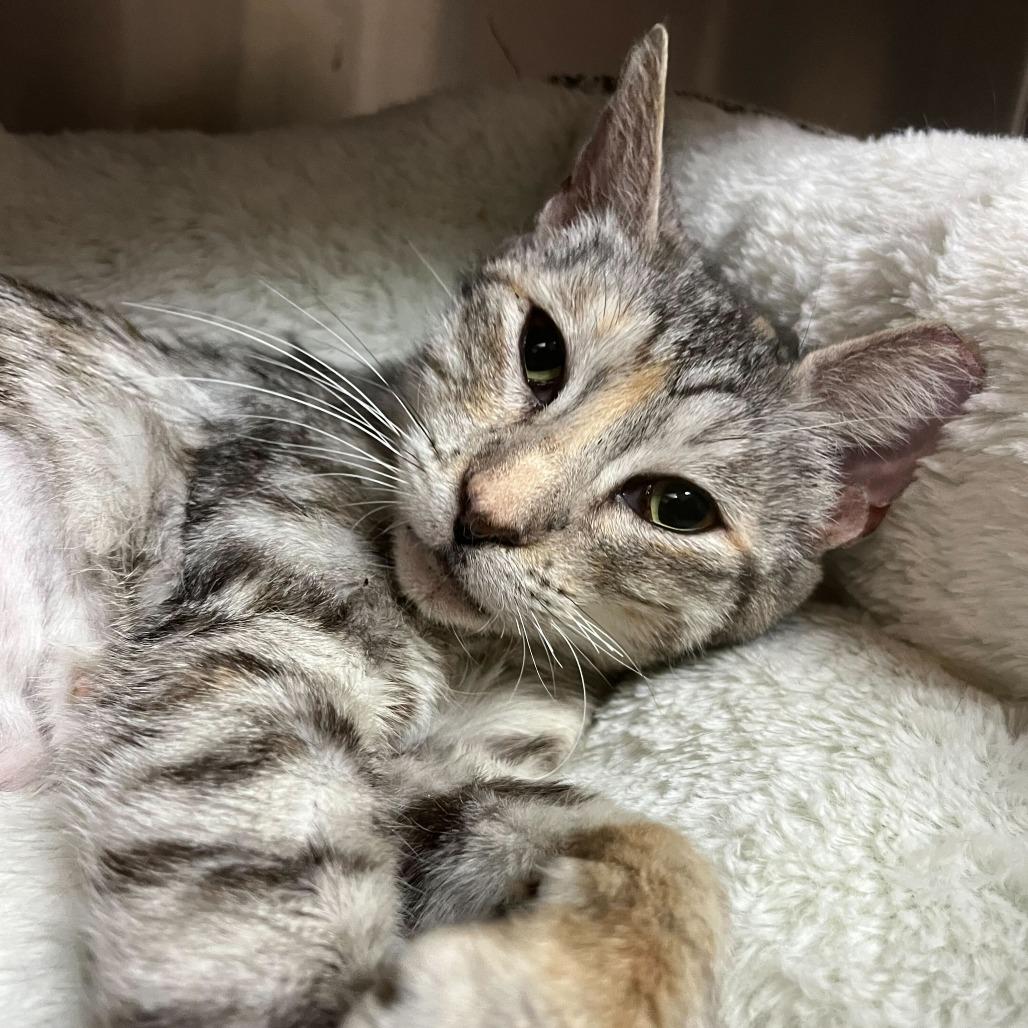 Squiggles — thumbnail 2