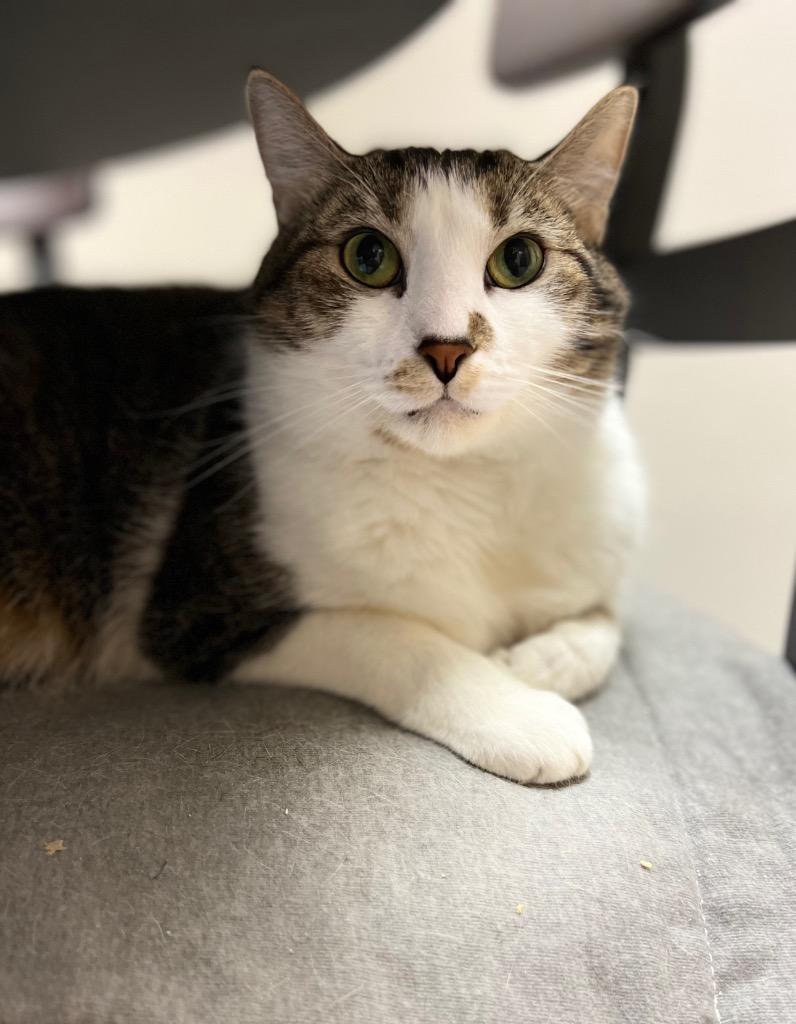 Princess Honey, Adoptable, Adult Female Domestic Short Hair.