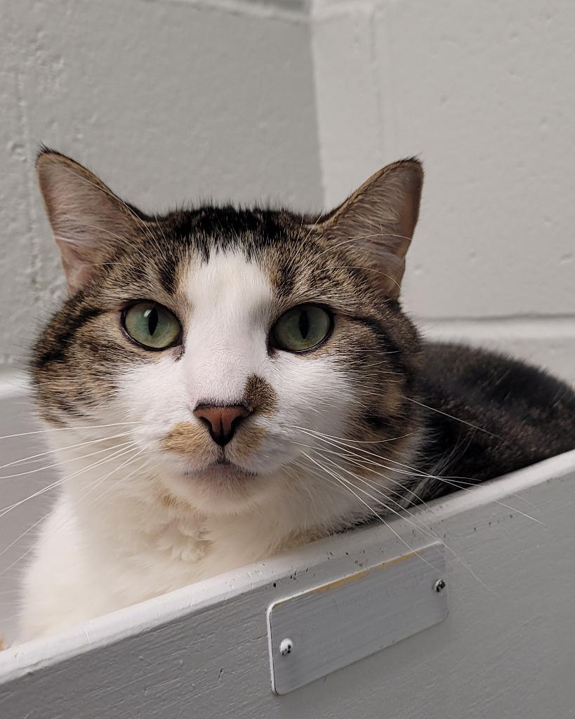 Enlarge Princess Honey, a Adoptable mixed breed in Bloomington, IN image 4/6
