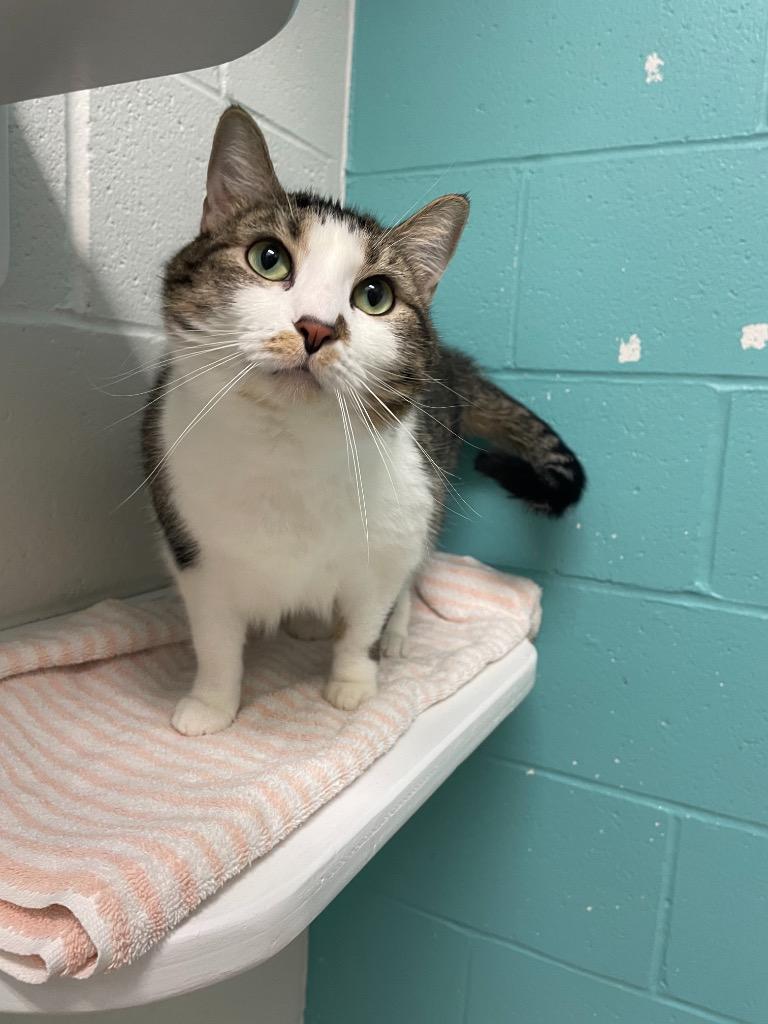 Enlarge Princess Honey, a Adoptable mixed breed in Bloomington, IN image 5/6