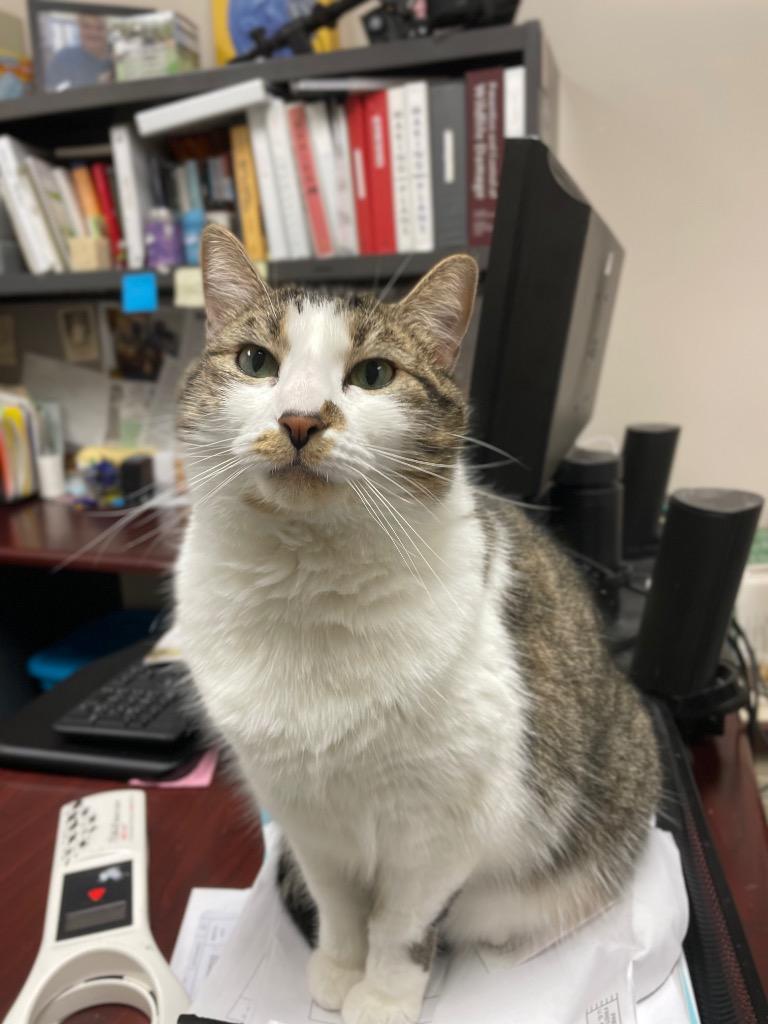 Enlarge Princess Honey, a Adoptable mixed breed in Bloomington, IN image 6/6