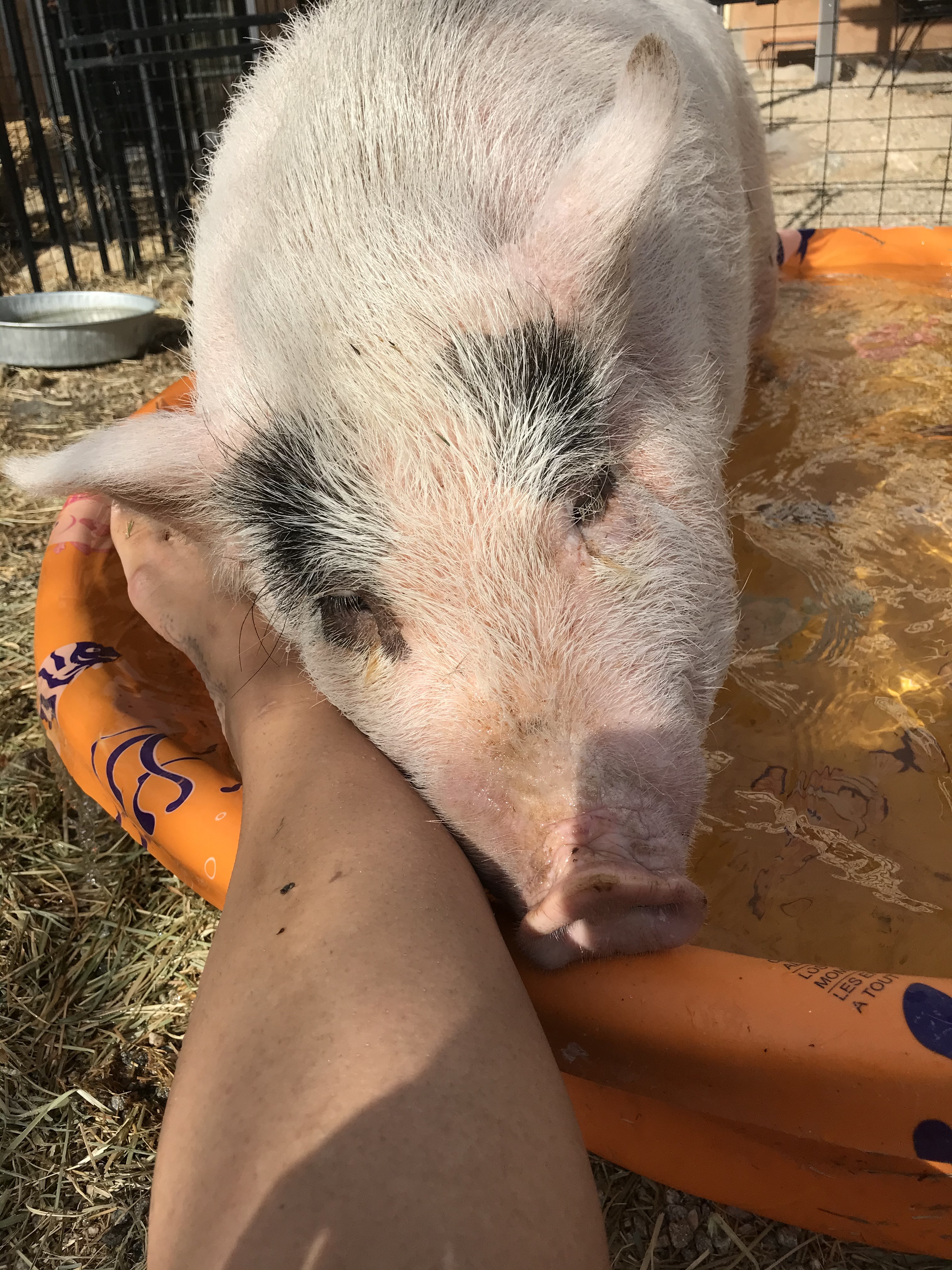 Enlarge Malia, a Adoptable Pot Bellied in Palm Desert, CA image 1/8