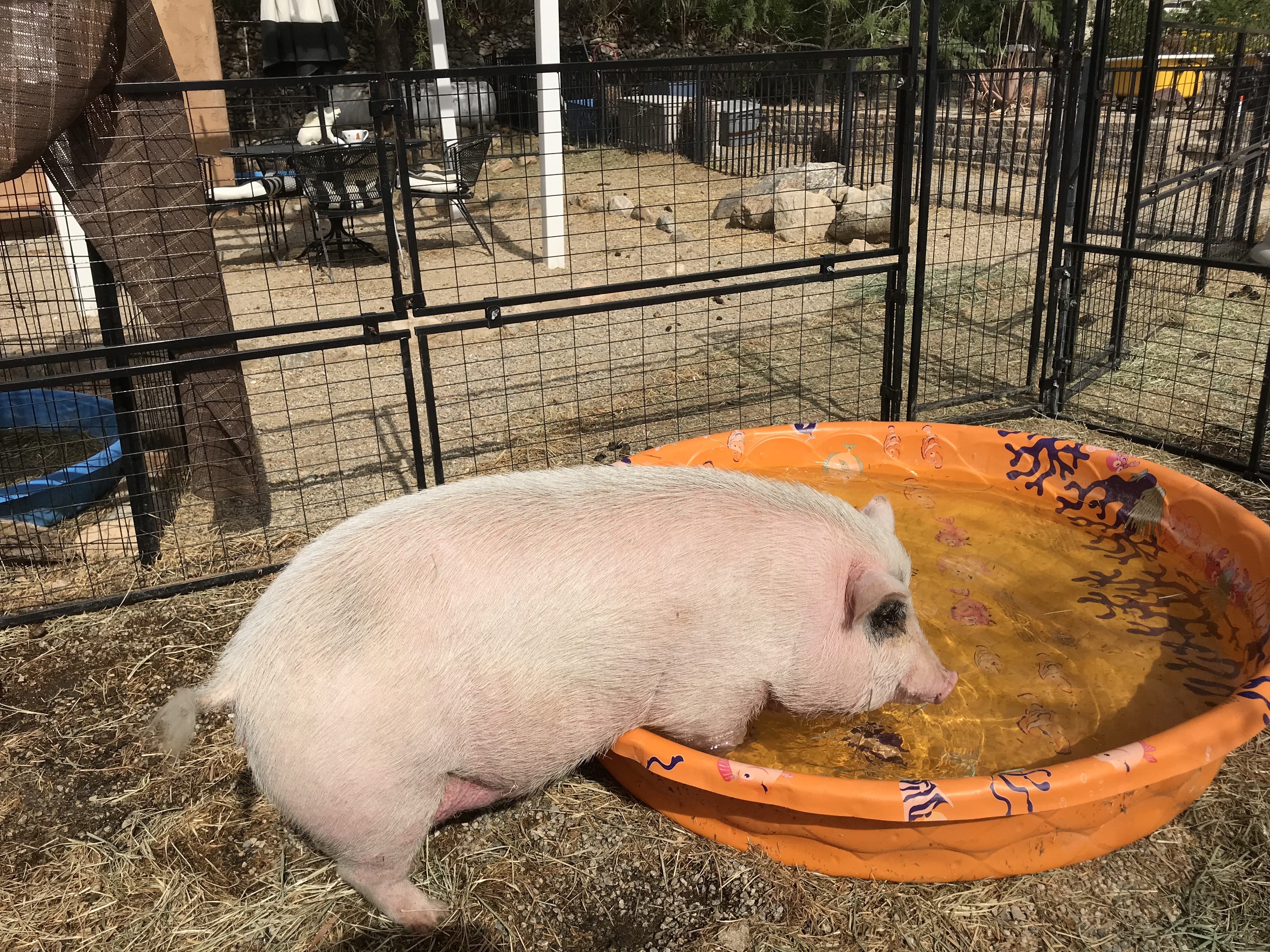 Enlarge Malia, a Adoptable Pot Bellied in Palm Desert, CA image 2/8