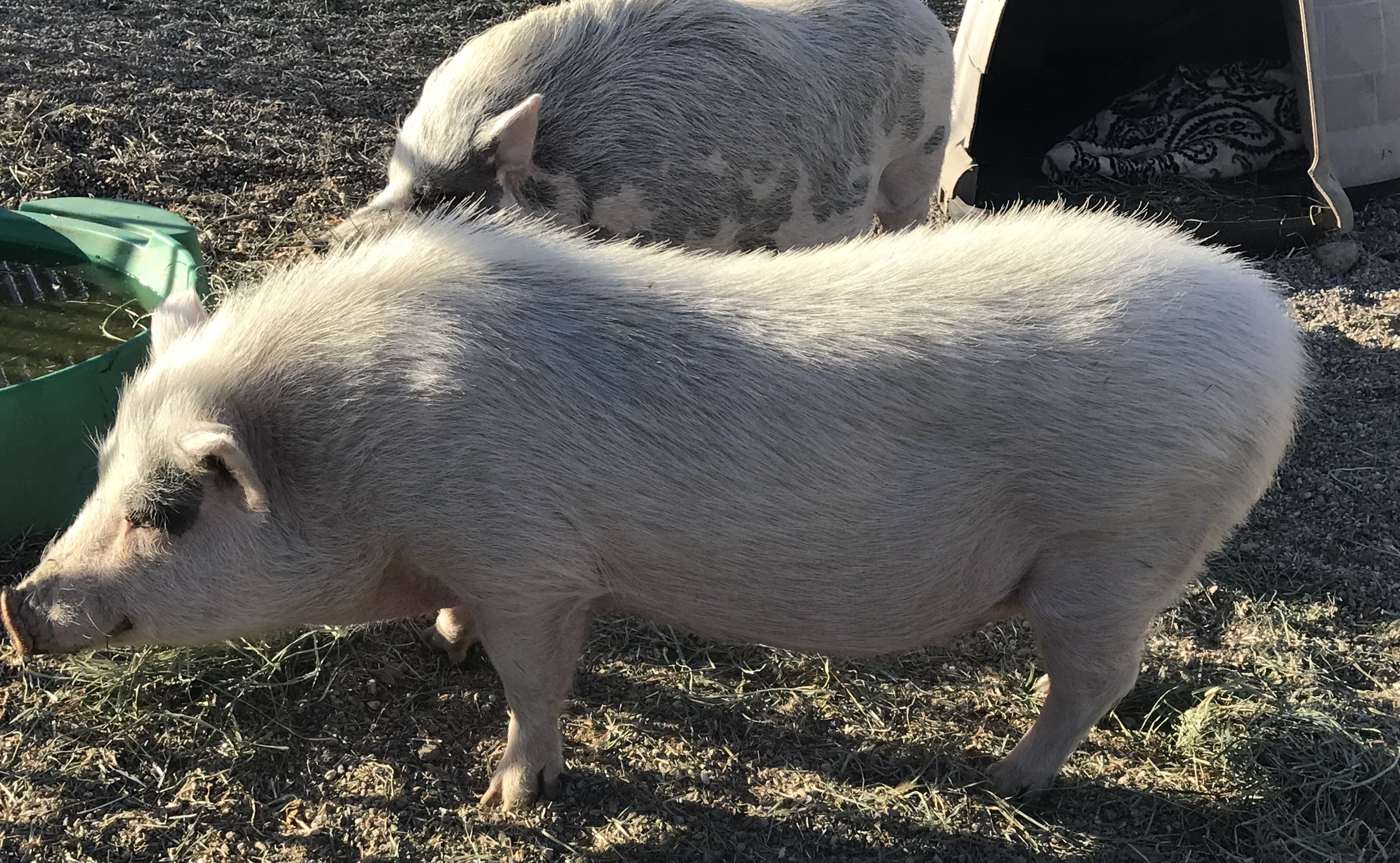 Enlarge Malia, a Adoptable Pot Bellied in Palm Desert, CA image 3/8