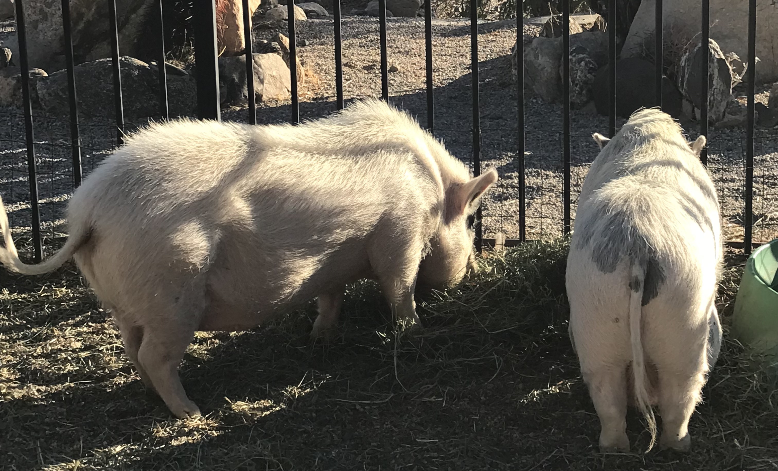 Enlarge Malia, a Adoptable Pot Bellied in Palm Desert, CA image 4/8