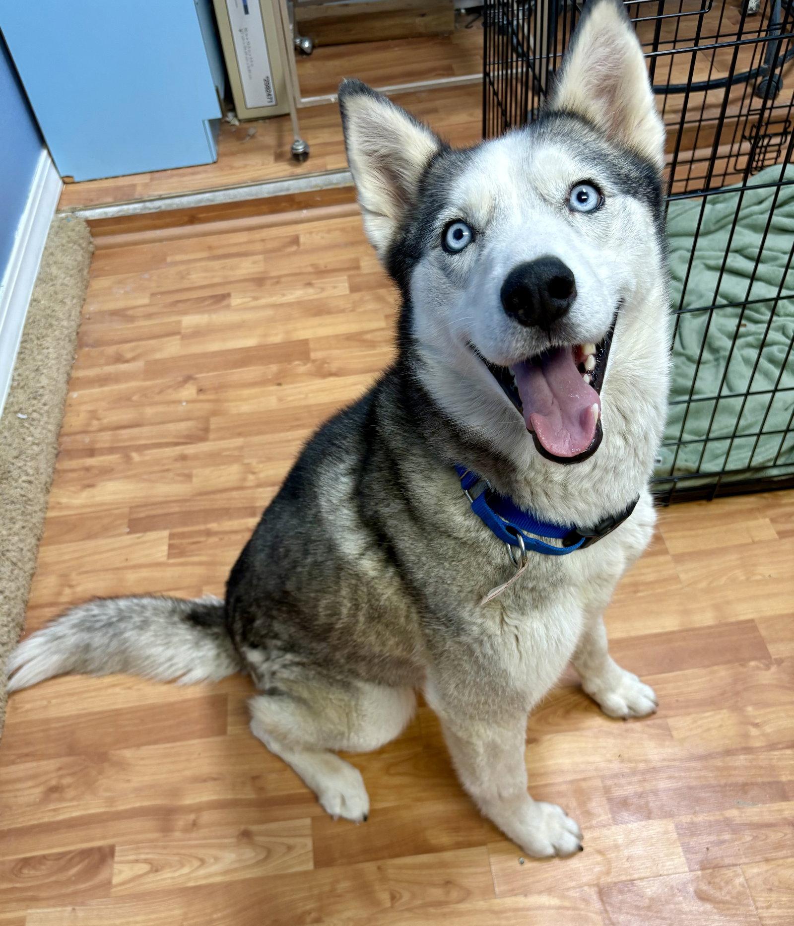 Skye, Adoptable, Adult Female Siberian Husky.