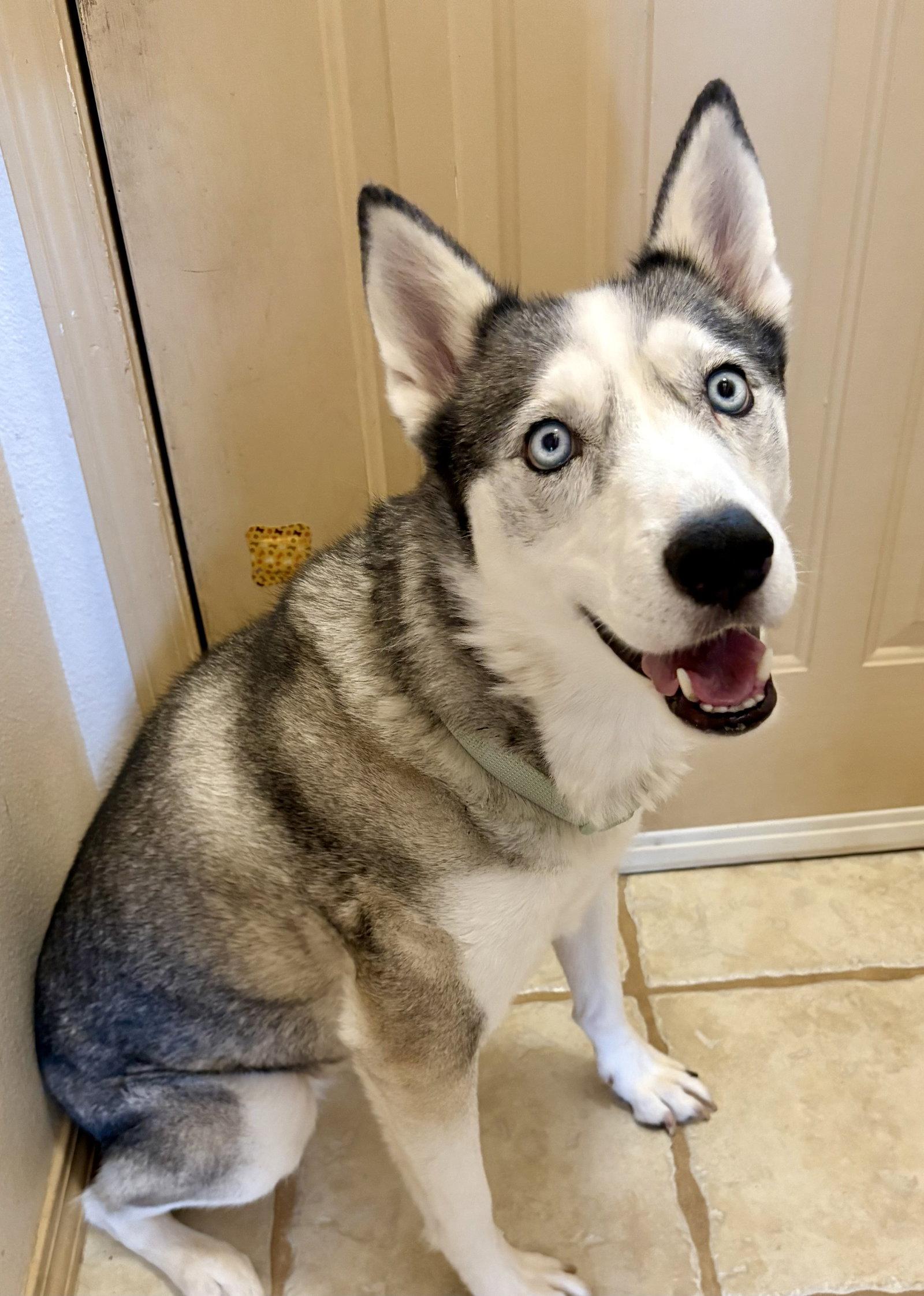 Enlarge Skye, a Adoptable Siberian Husky in Cedar Crest, NM image 2/3