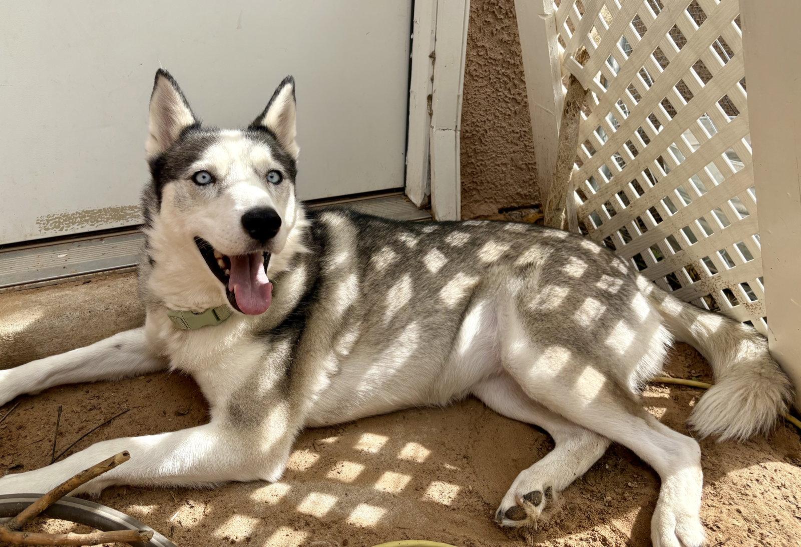 Enlarge Skye, a Adoptable Siberian Husky in Cedar Crest, NM image 3/3