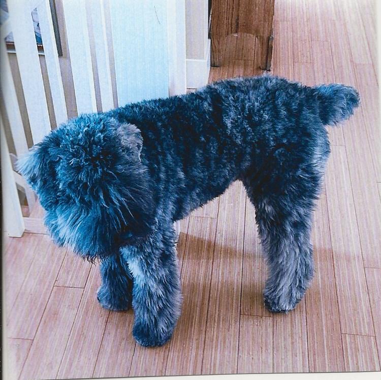 Enlarge BUZZ, an adopted Bouvier des Flandres in Westland, MI image 2/5