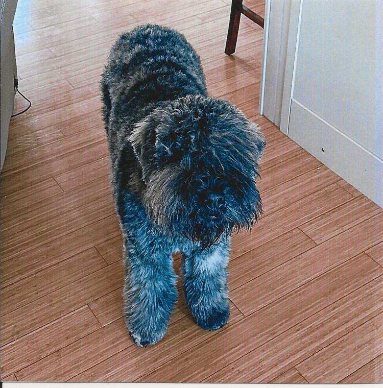 BUZZ, adopted, Young Male Bouvier des Flandres.