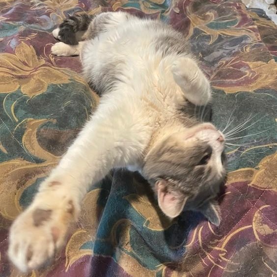 Enlarge Caroline, a Adoptable Siamese in Menasha, WI image 3/4