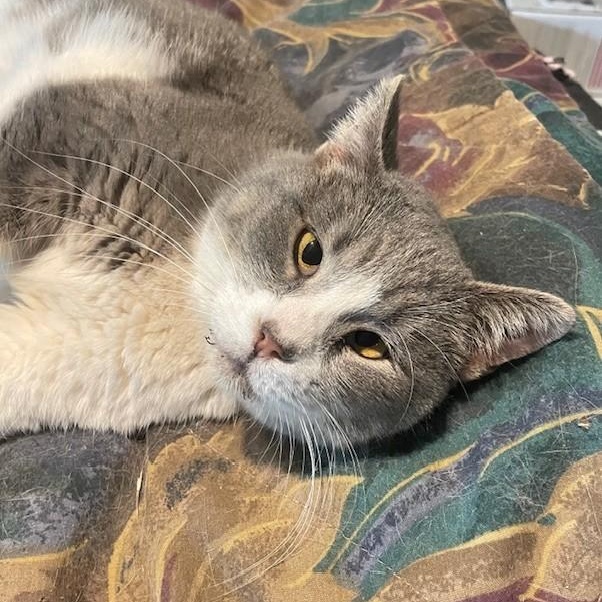 Caroline, Adoptable, Adult Female Siamese.