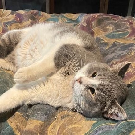 Enlarge Caroline, a Adoptable Siamese in Menasha, WI image 4/4