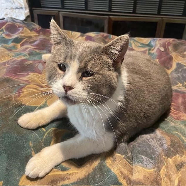 Enlarge Caroline, a Adoptable Siamese in Menasha, WI image 2/4